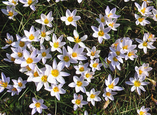 Colchici o Crocus