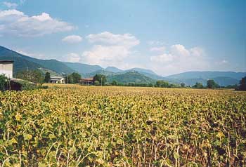 Girasoli e ridenti colline in Franciacorta il giorno del 200° di Don Antonio Piardi