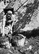 vendemmia - anni '70